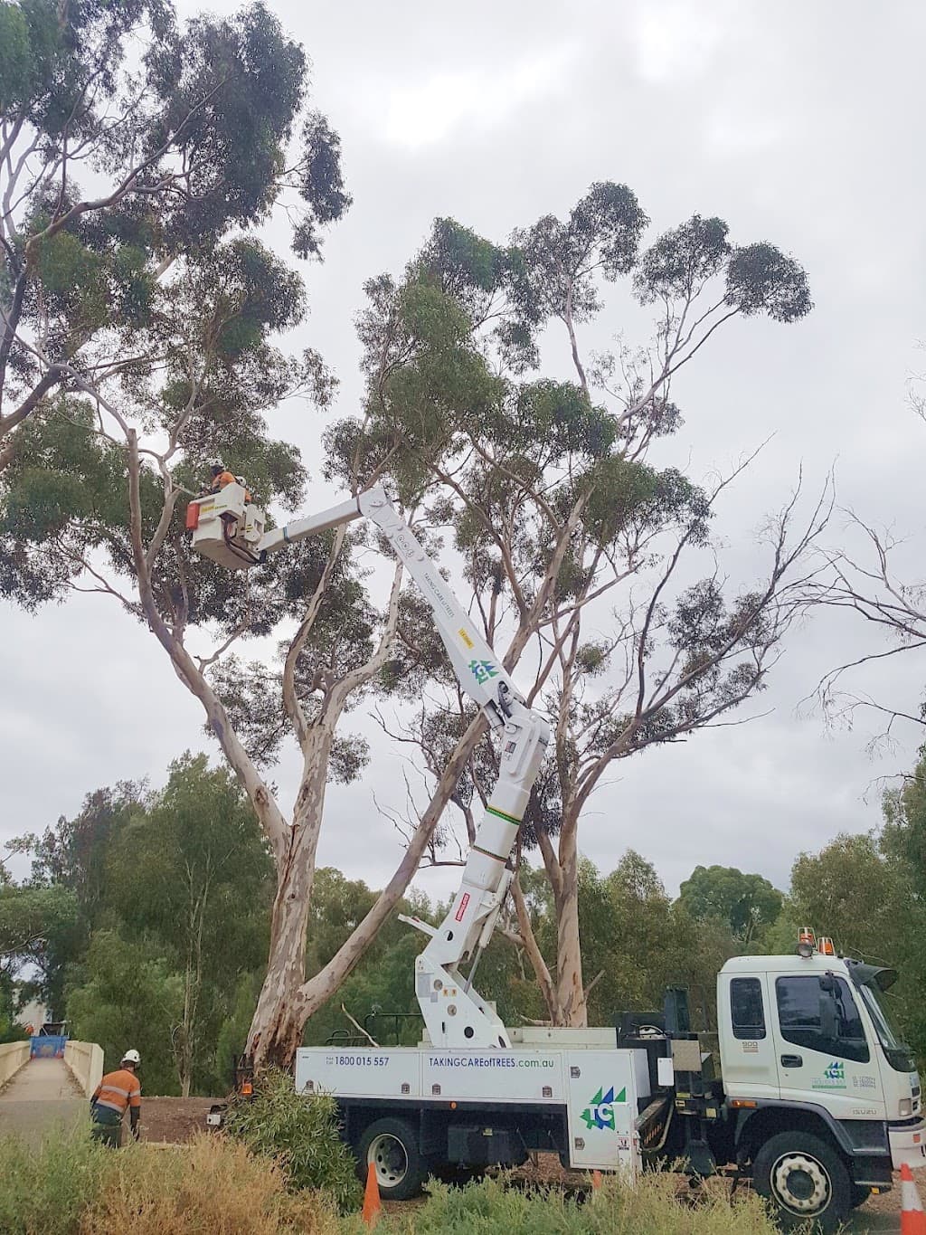 Taking Care of Trees