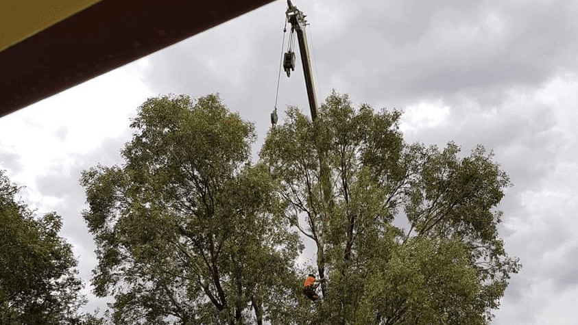 Ryans Tree Service