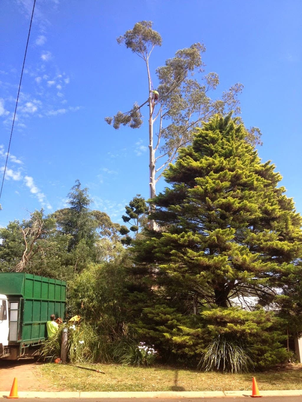 Arbor Life Tree Services Pty Ltd