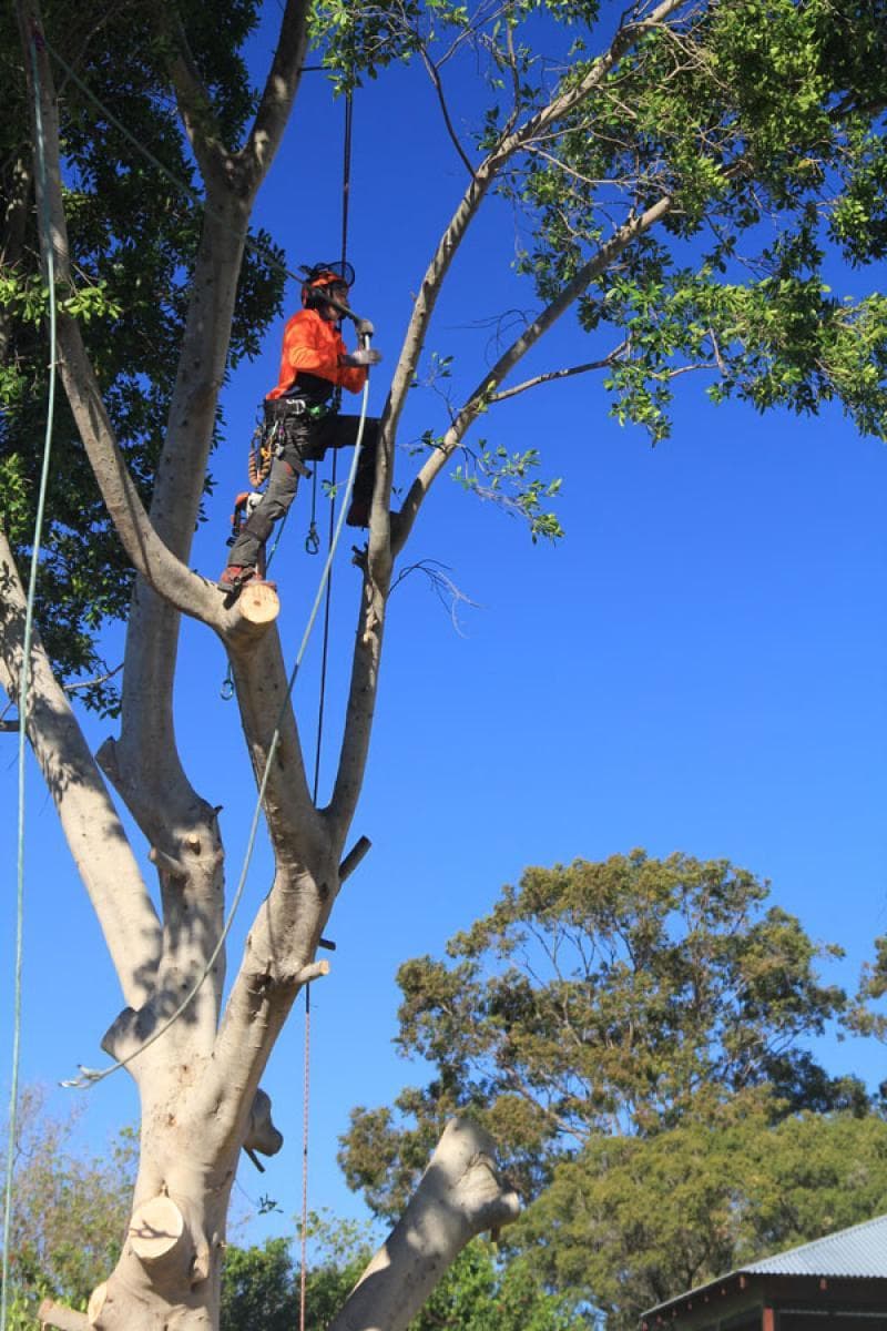 Same Day Tree Works