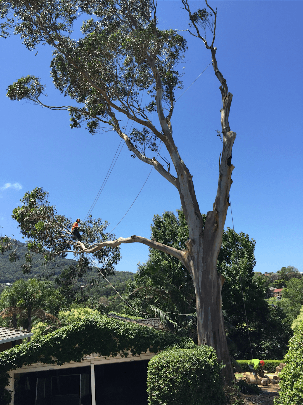 Walton's Tree Care Service