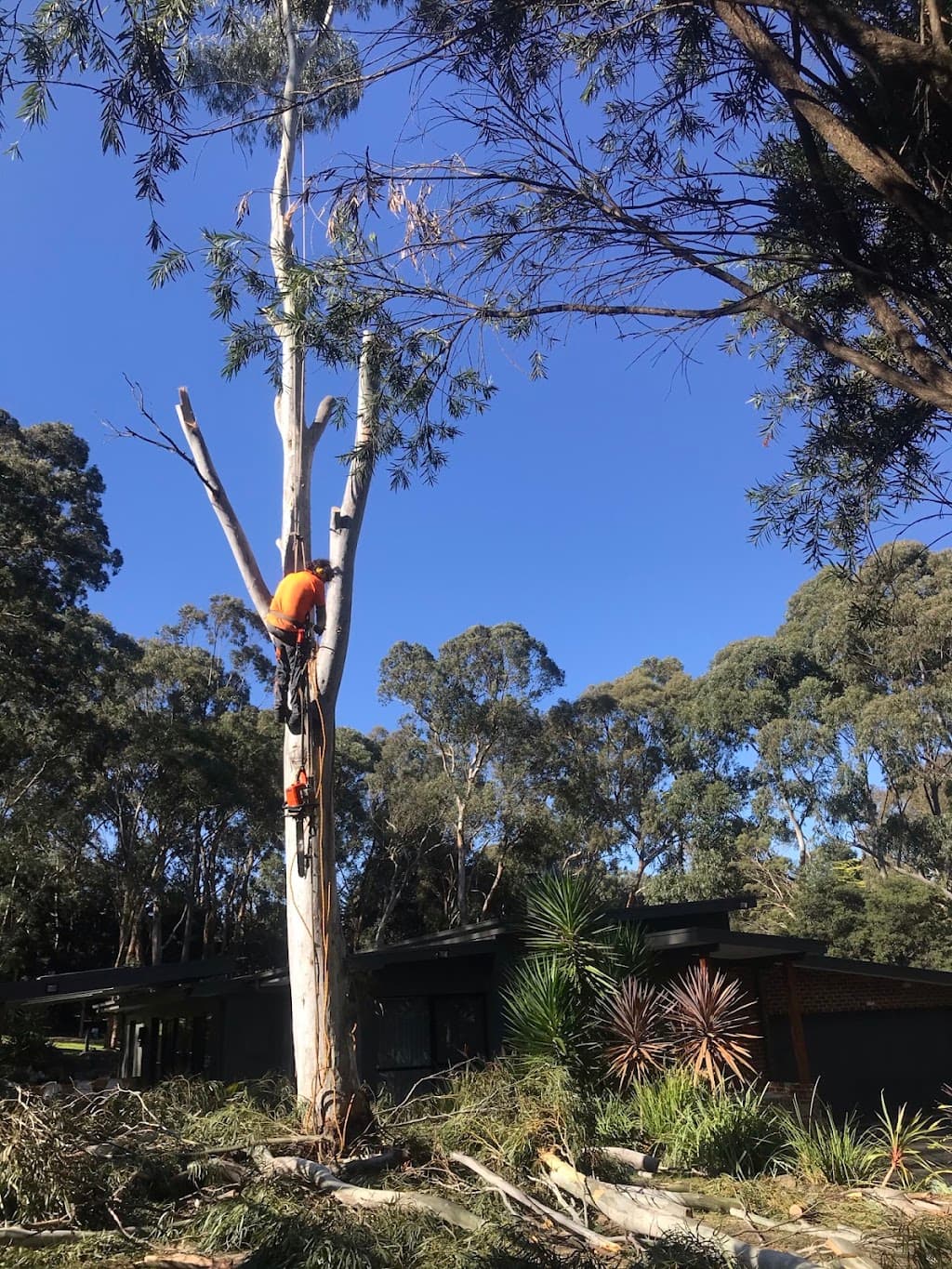 Harry's Yard: Tree Removal Services