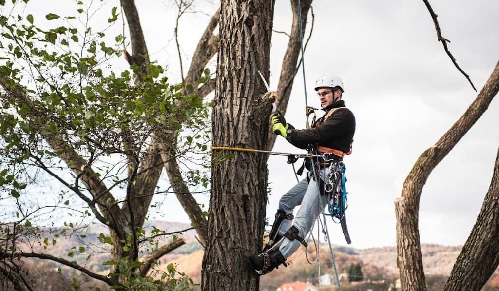 The Arborist Experts