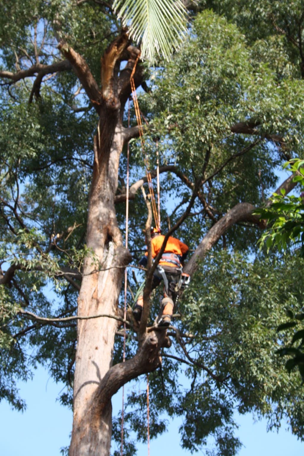 Ashgrove Tree Services
