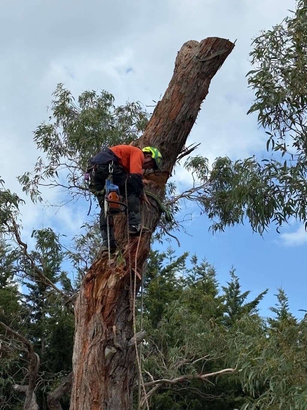 ArborCo