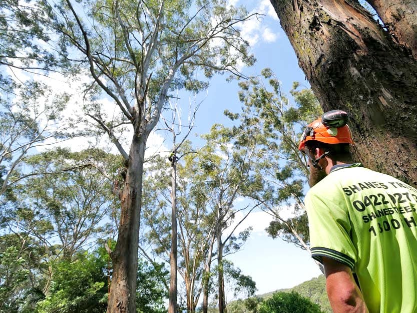 Shane's Trees - Wollongong