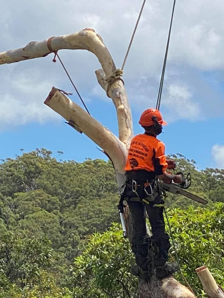 Advance Tree Works Pty Ltd