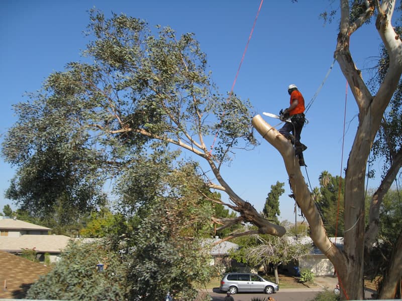 All About Tree Services QLD