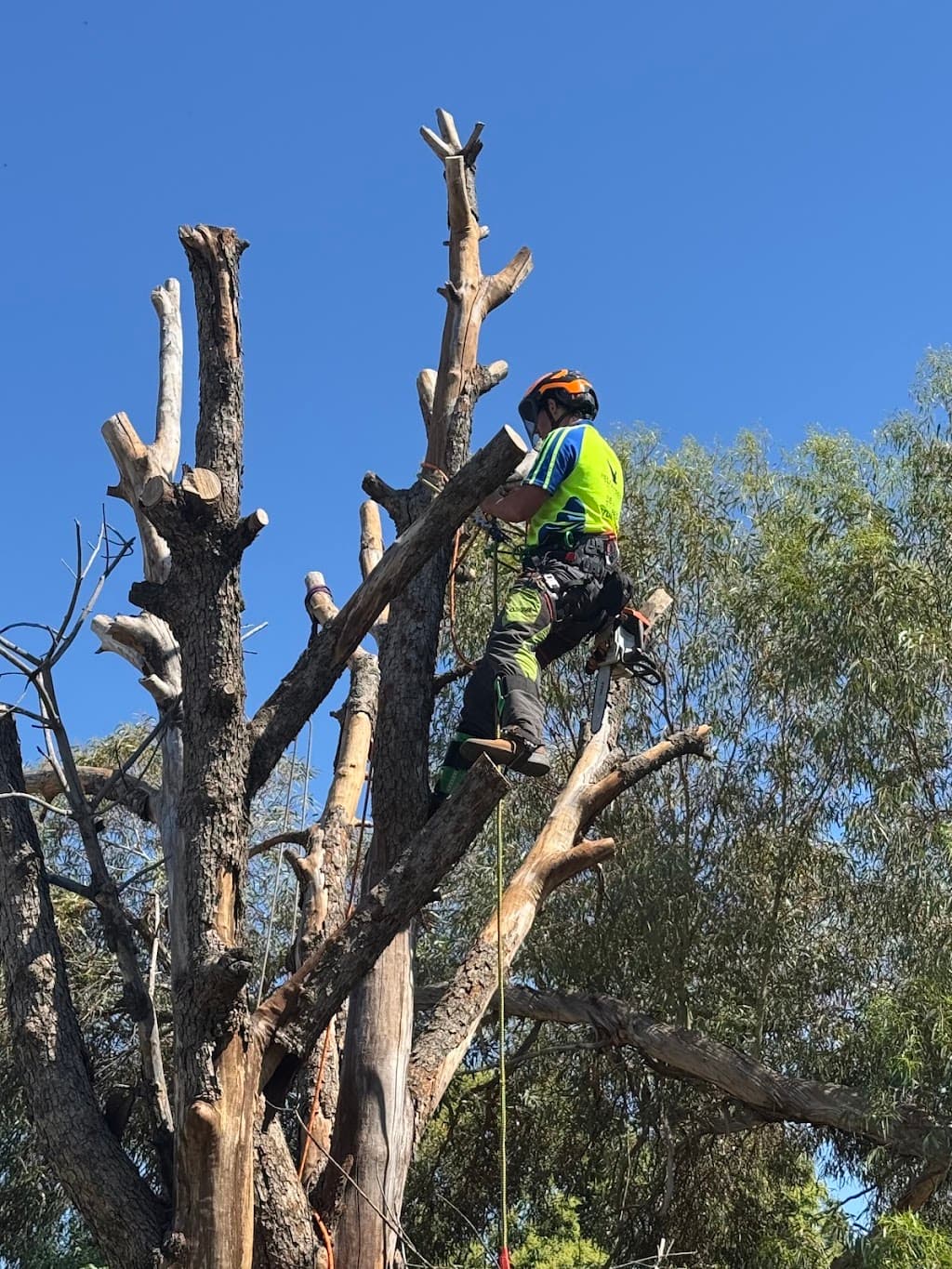 Wedgie Trees and Landscaping