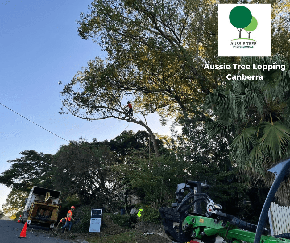 Aussie Tree Lopping Canberra