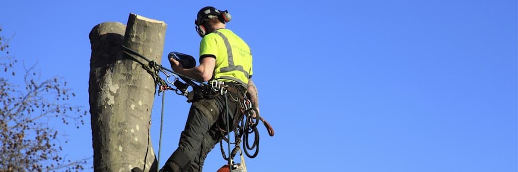 DJ Tree Services