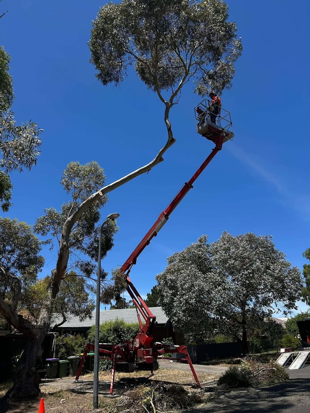 Rapid Tree Solutions