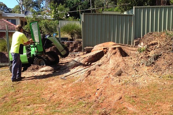 J&G King Tree Stump Removal