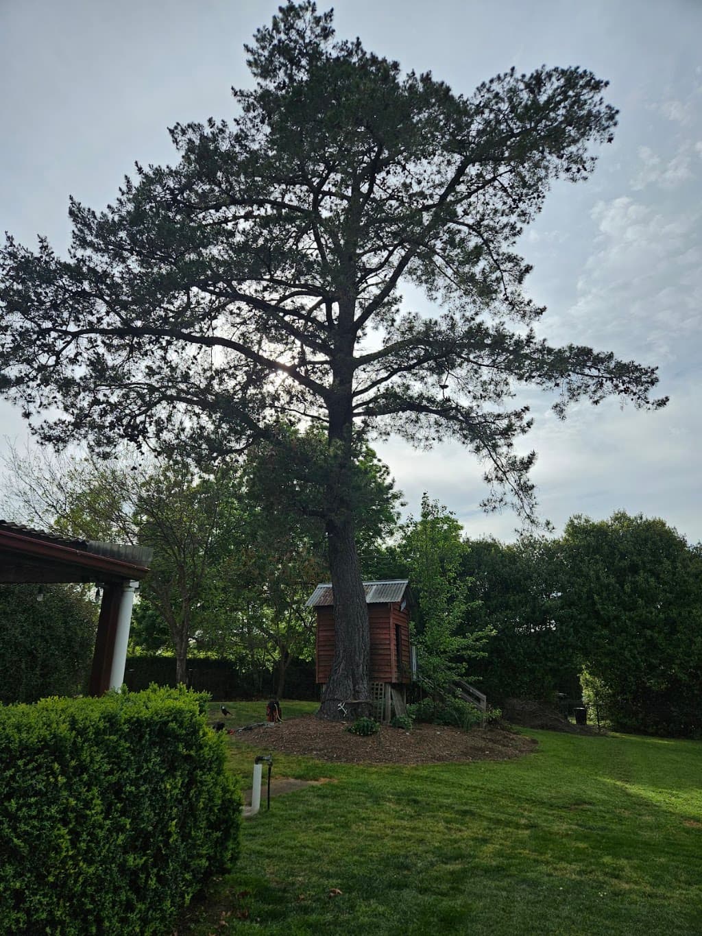 Livingstone Tree Service