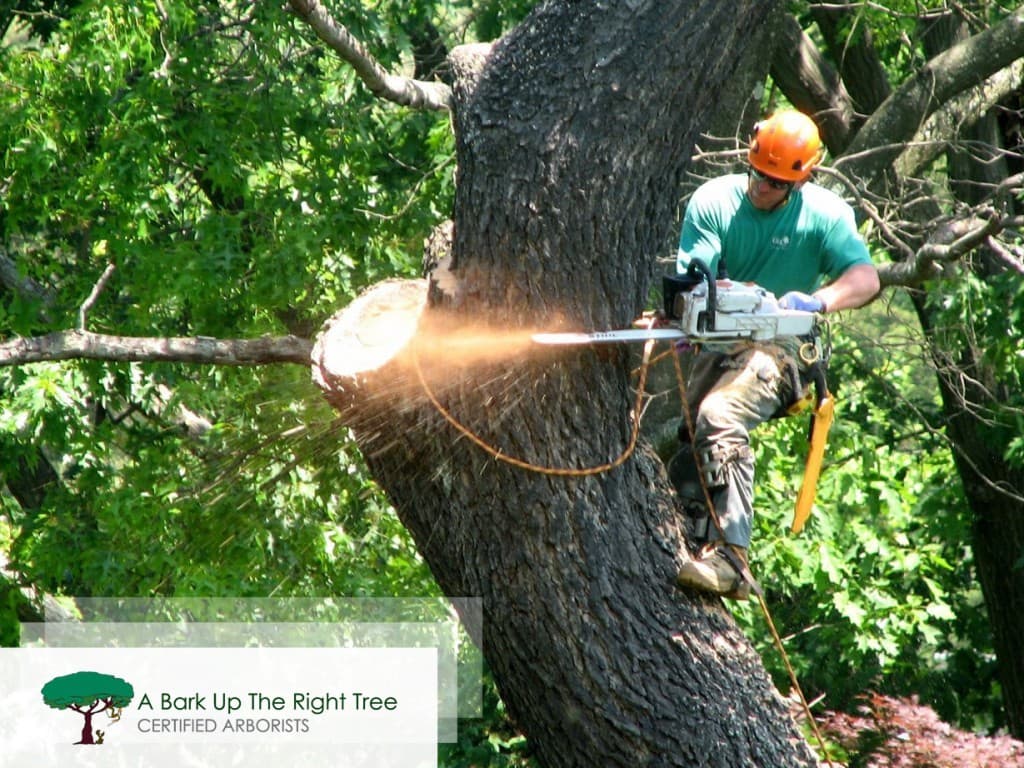 Adelaide Tree Removals - Stump & Tree Removal Services