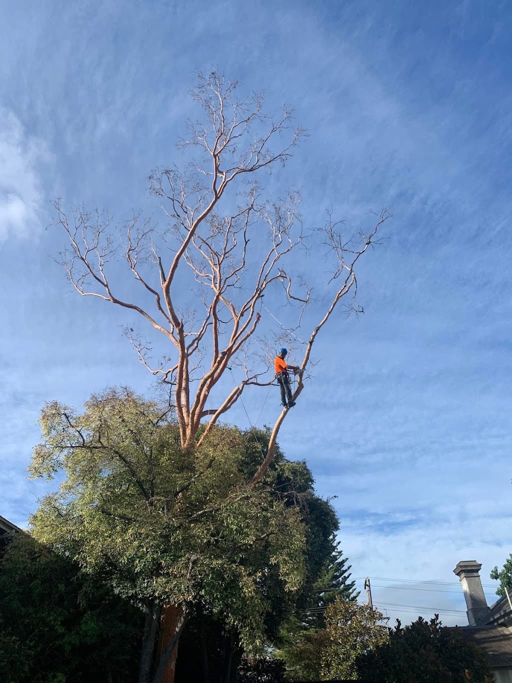 Proper Tree Care