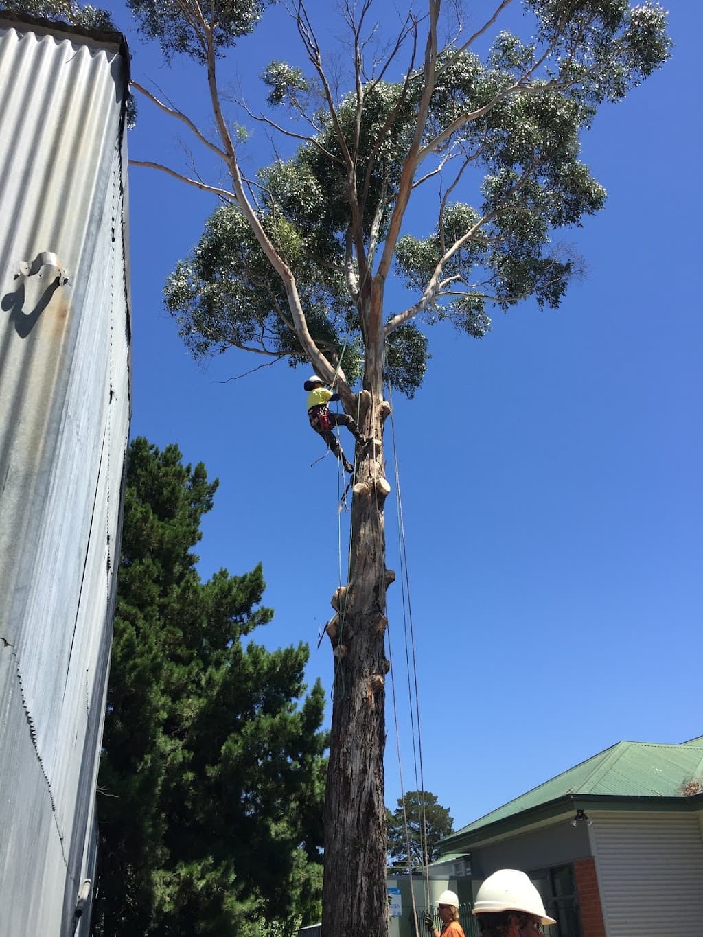 A1 Tree Solutions