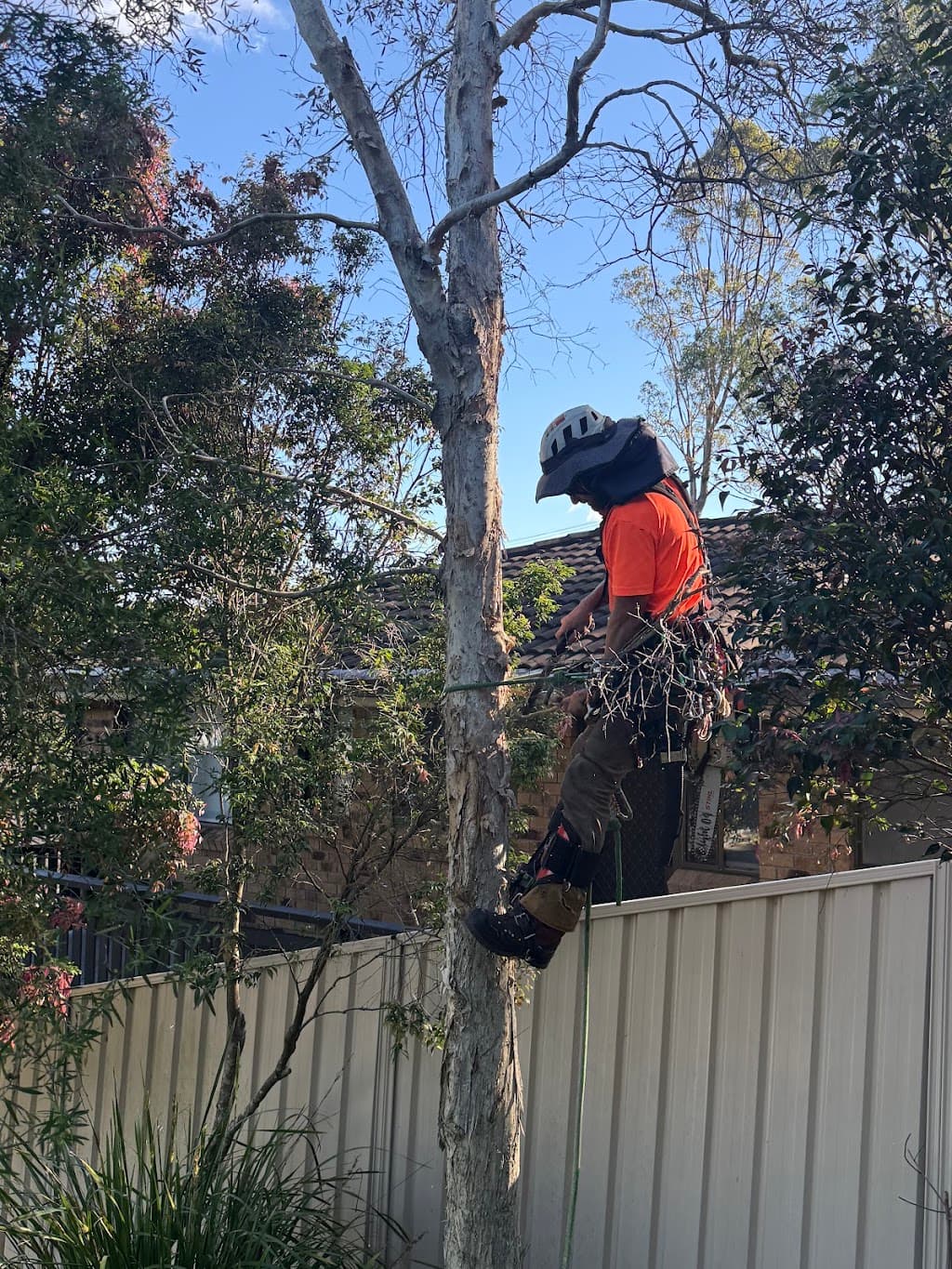 Tree Monkey Professional Tree Care
