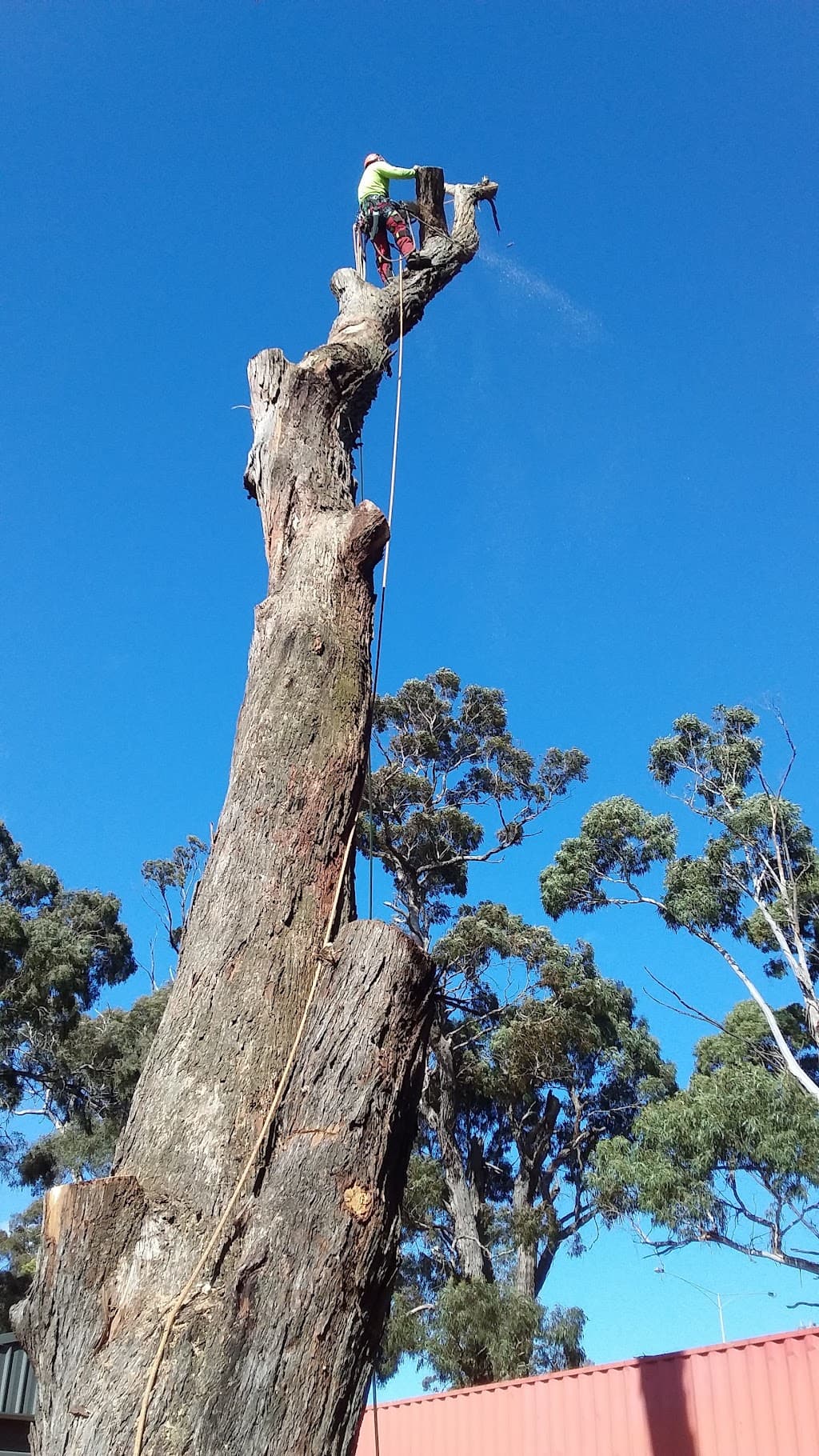 Cutting Edge Tree Management