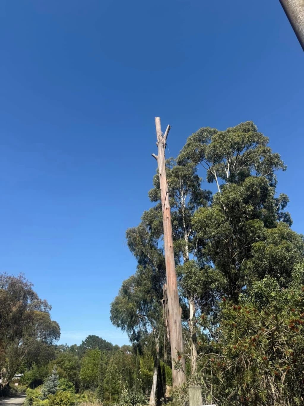 Select Trees