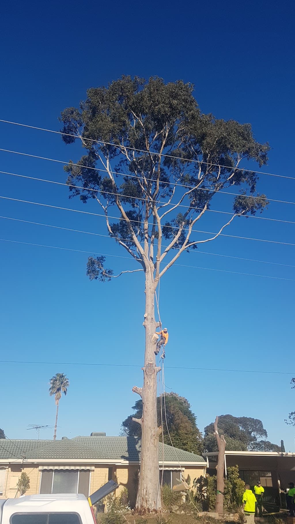 Northern Tree Services🌳🌴🌲