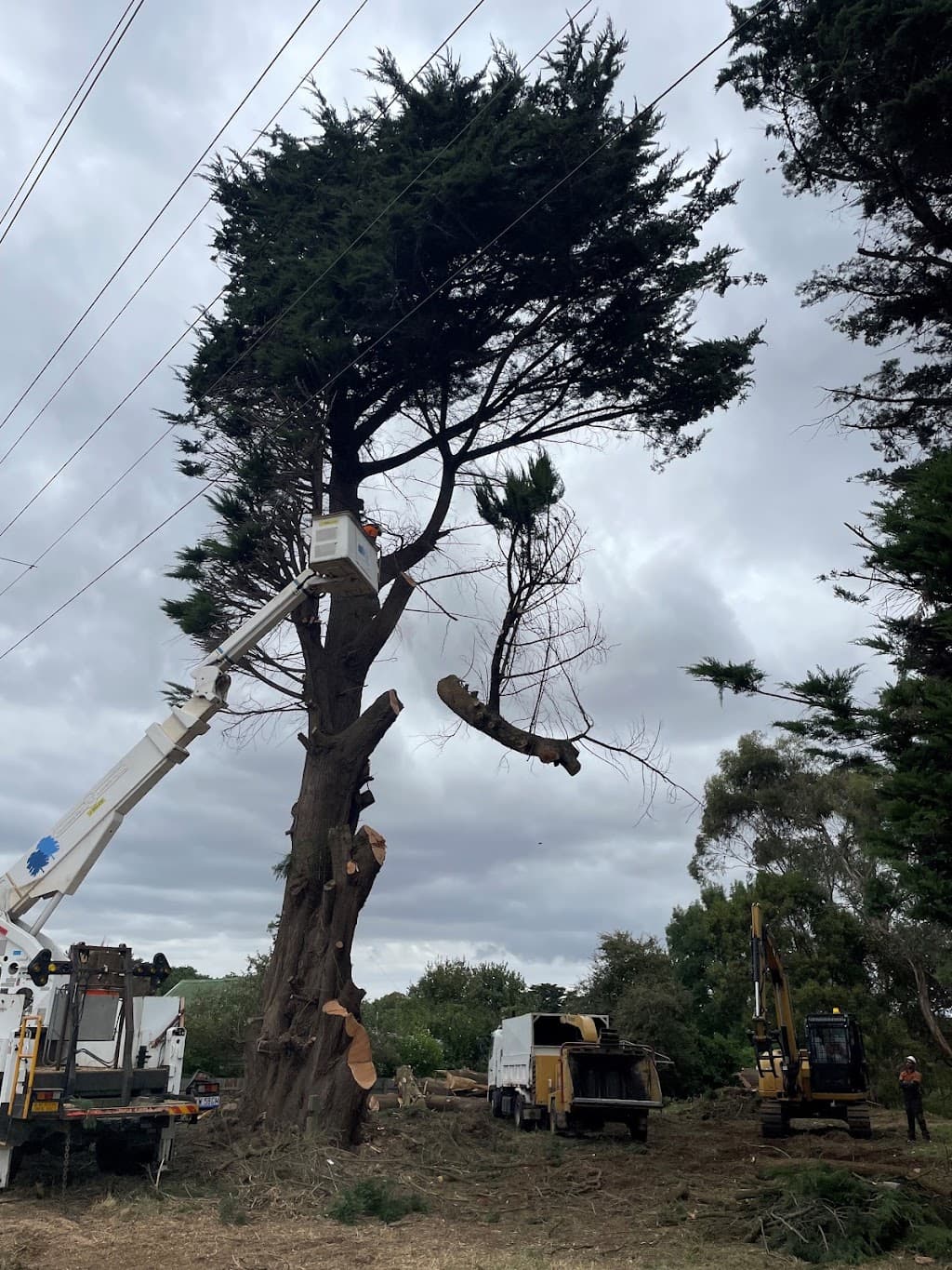 Ballarat Tree Fella