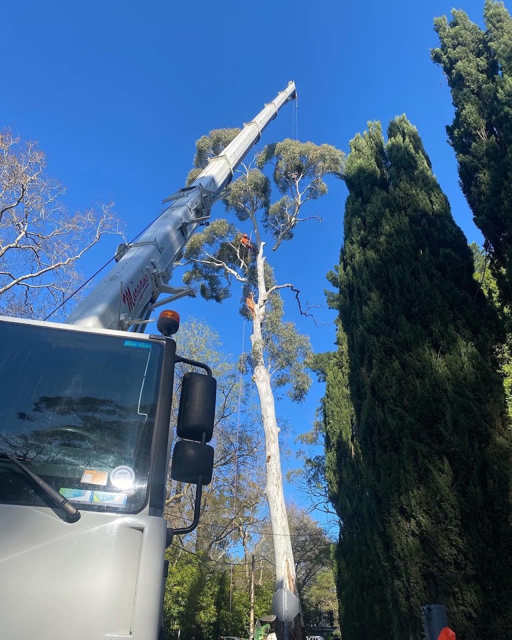 Adelaide Arborists