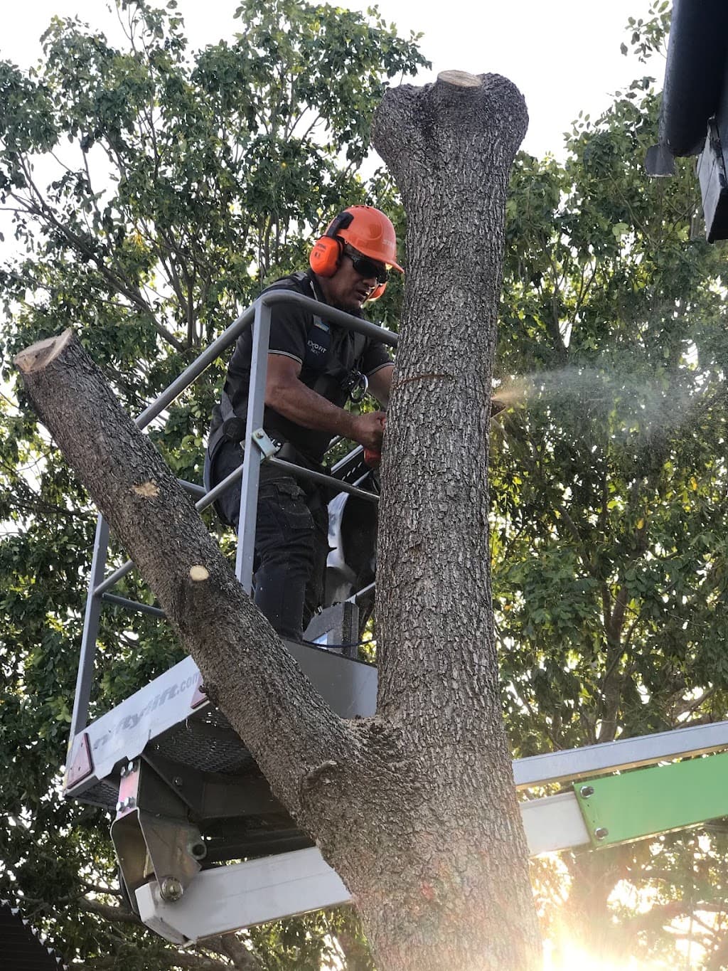 Bracky’s Trees