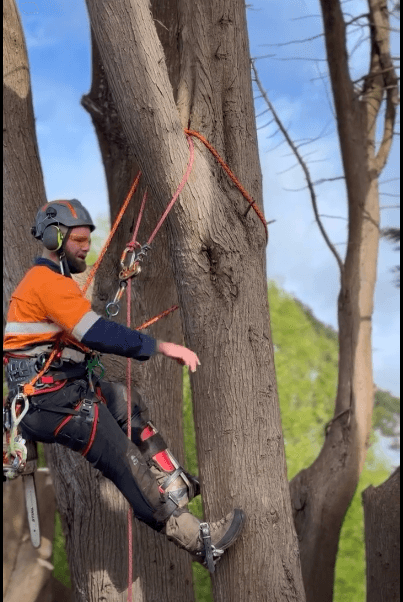 Platinum Tree Solutions