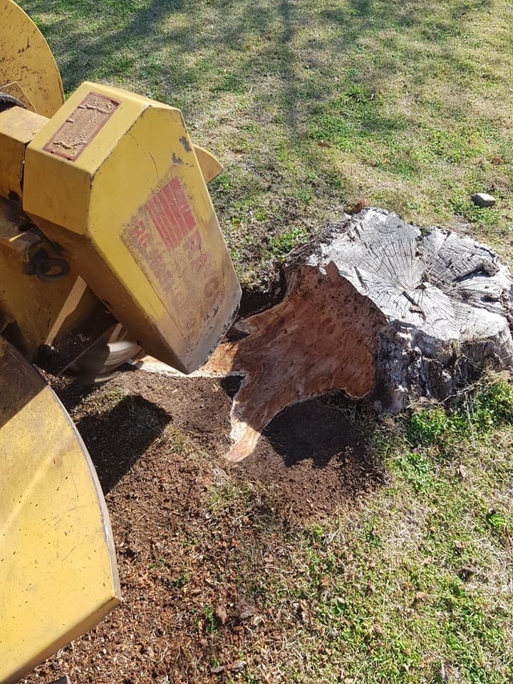 Affordable Stump & Grind