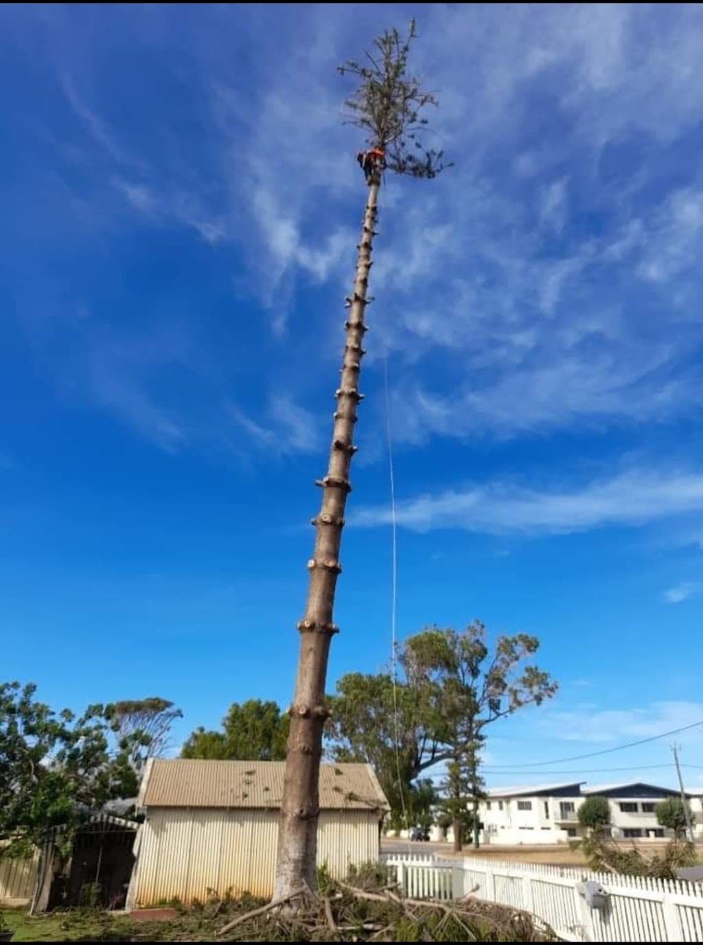 Cnp tree services