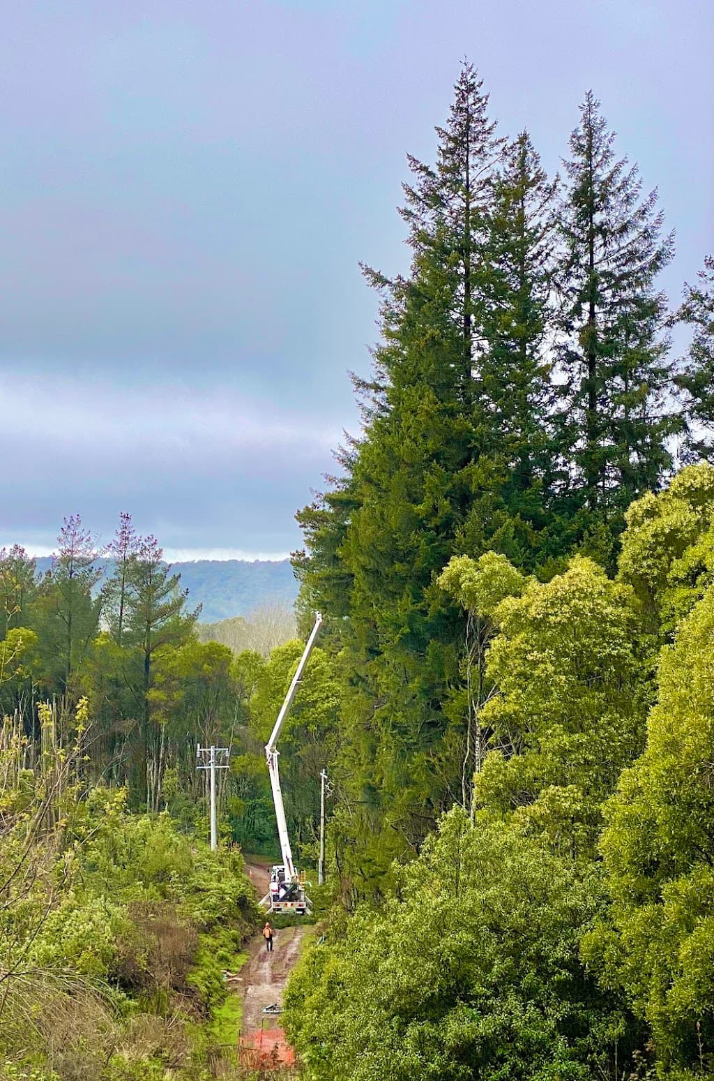 Tree Tech Management