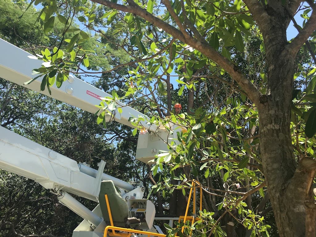 Tree Lopping Brisbane North