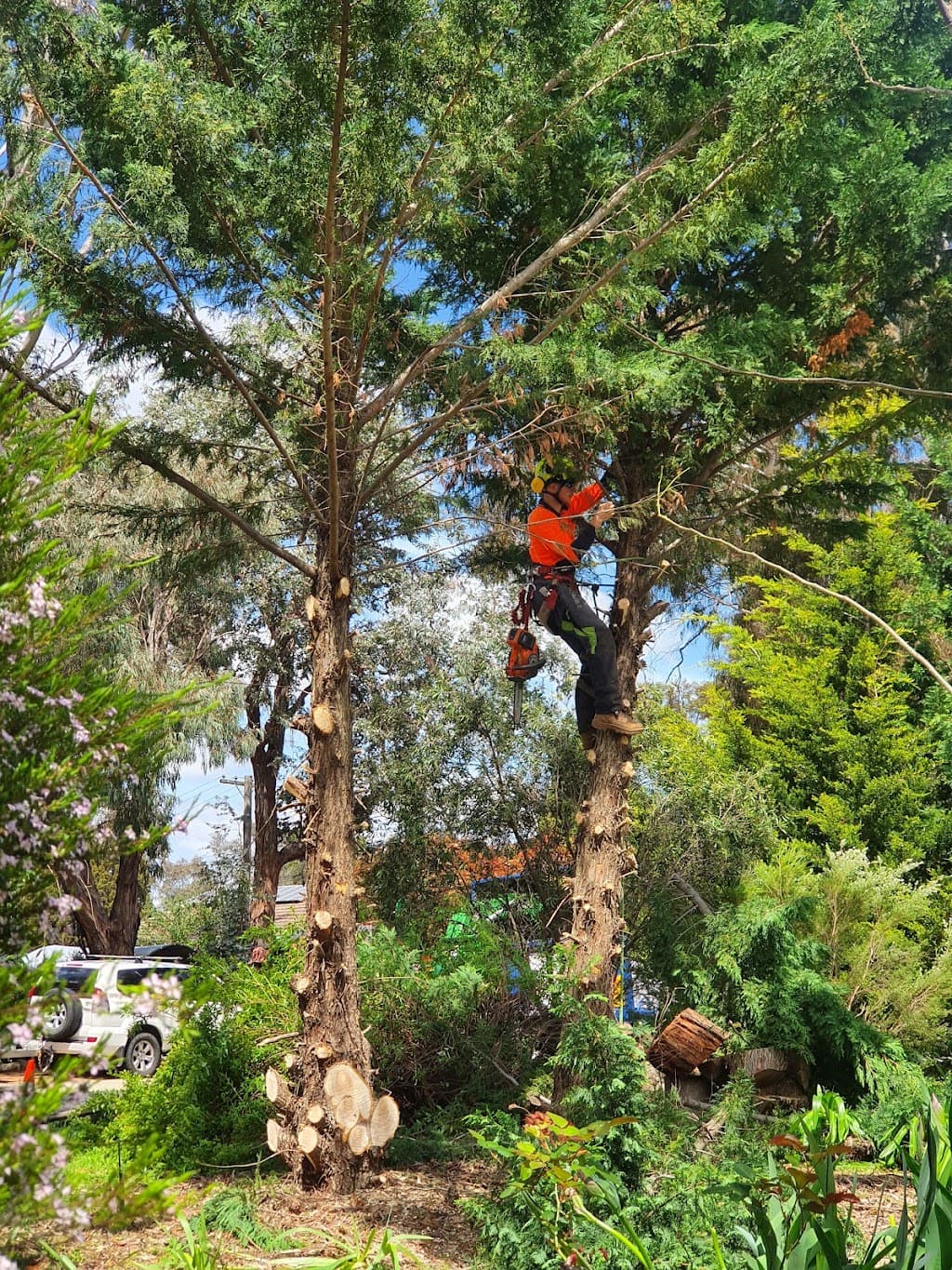 CBR Trees
