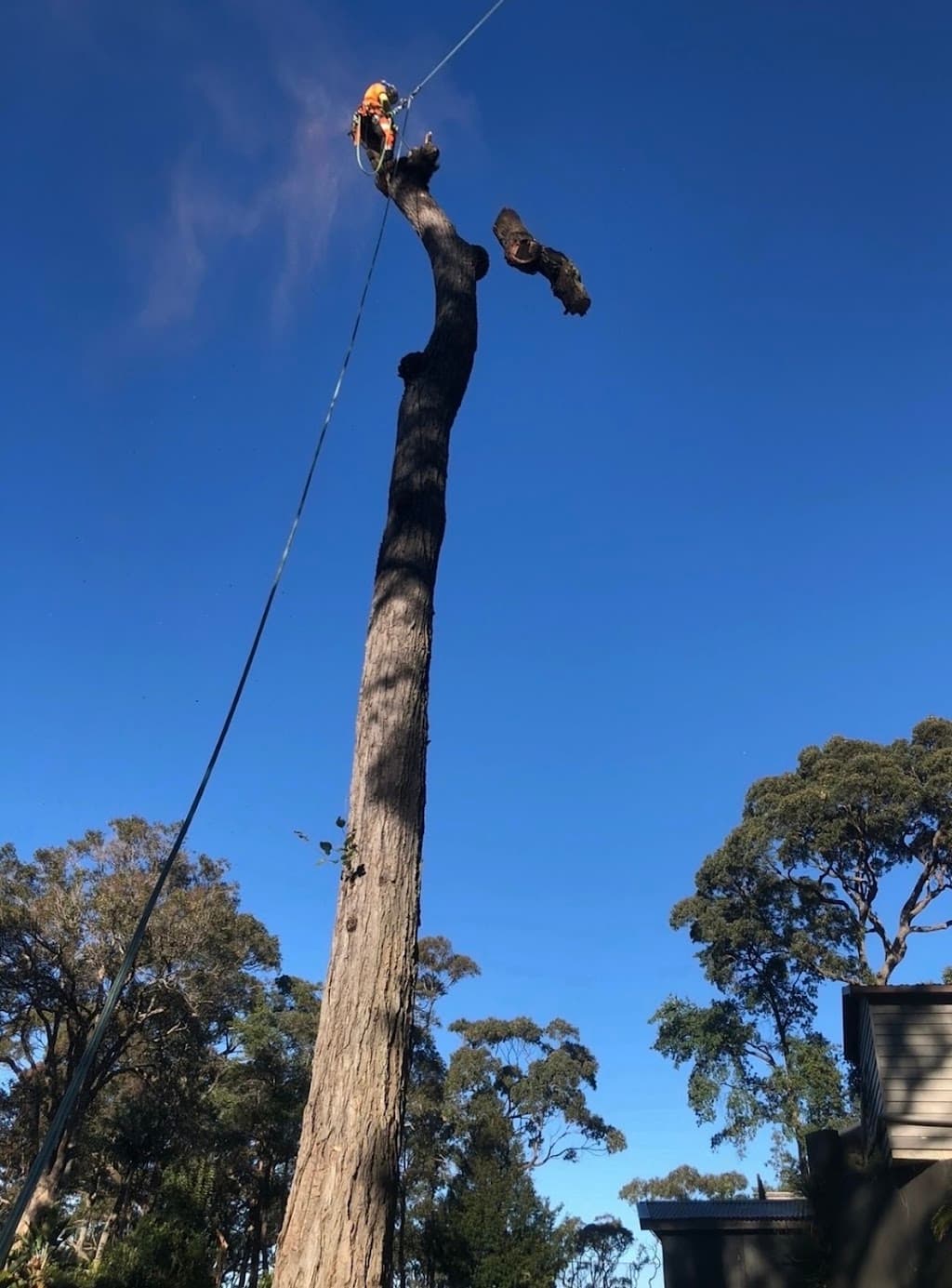 Viking Tree Care Arborist Gold Coast