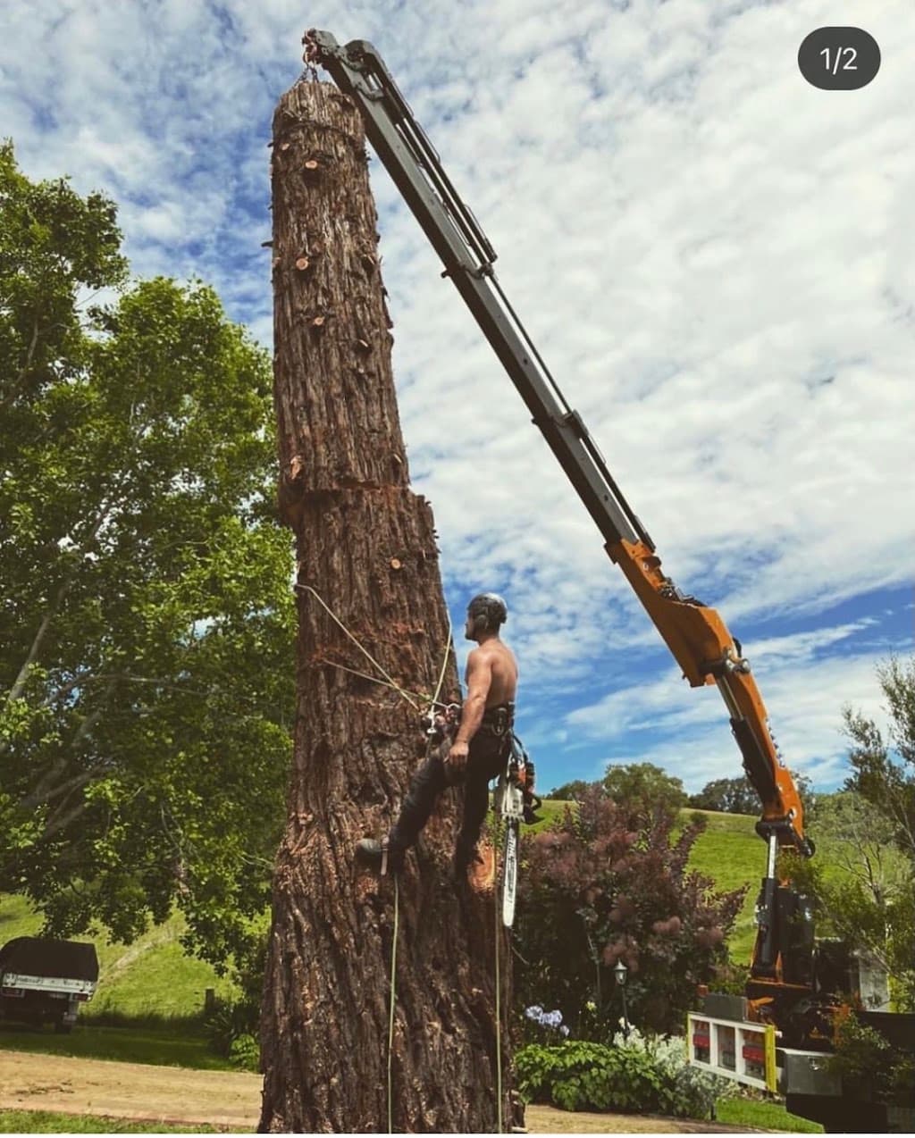 Cooney's Tree Care