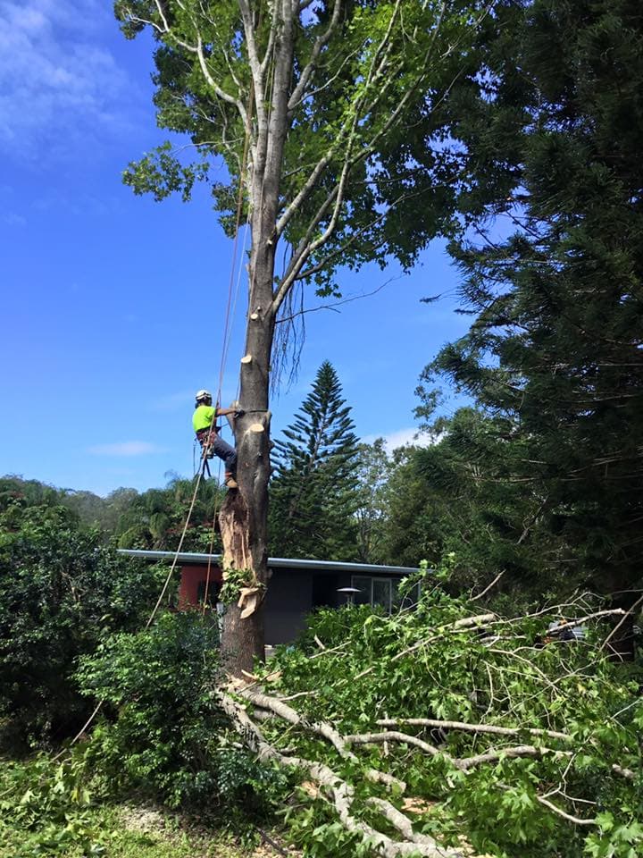 All Tree & Stump Works Pty Ltd