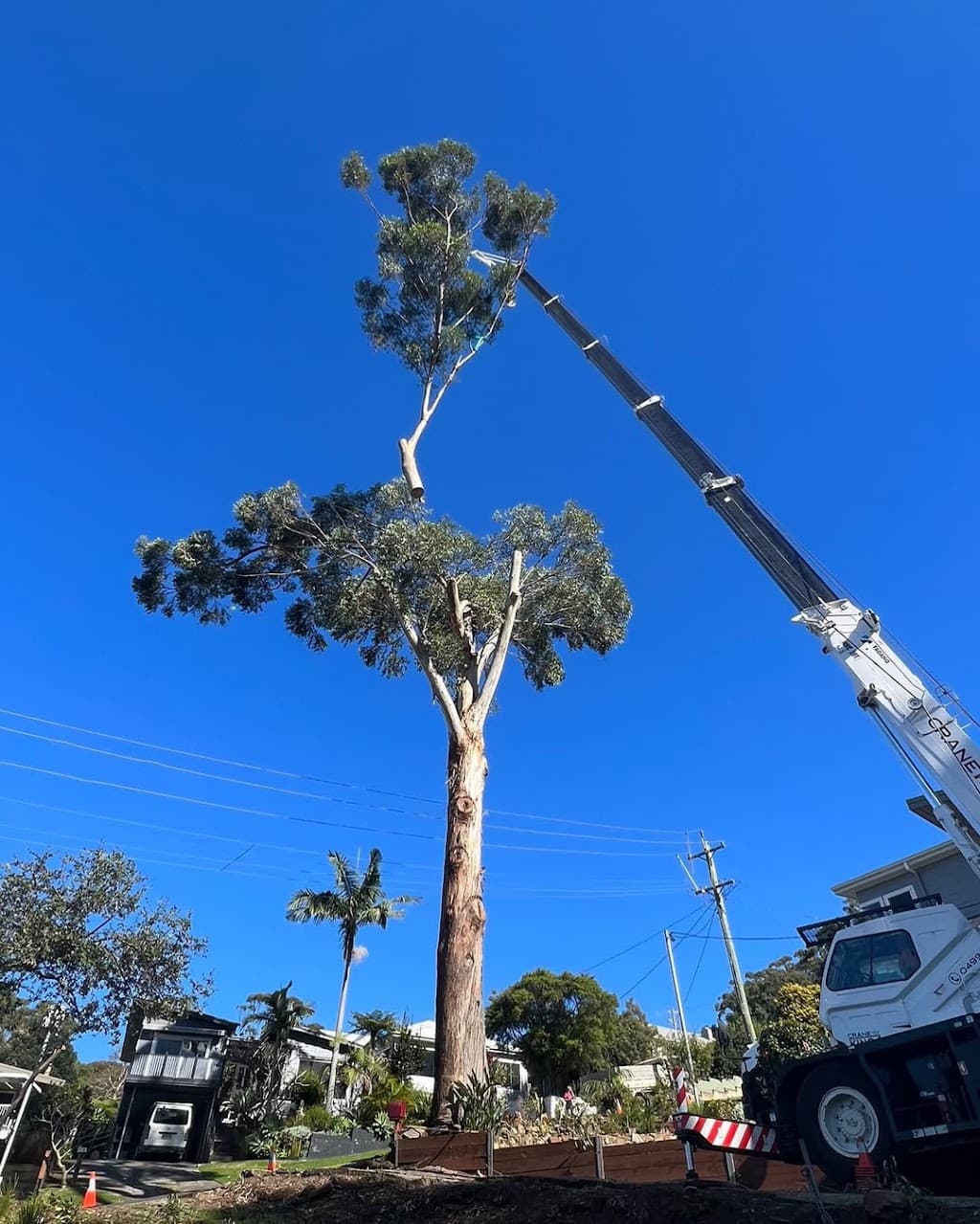 Dingo's Tree Services