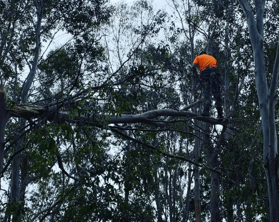 Harbour Arbor Tree Care