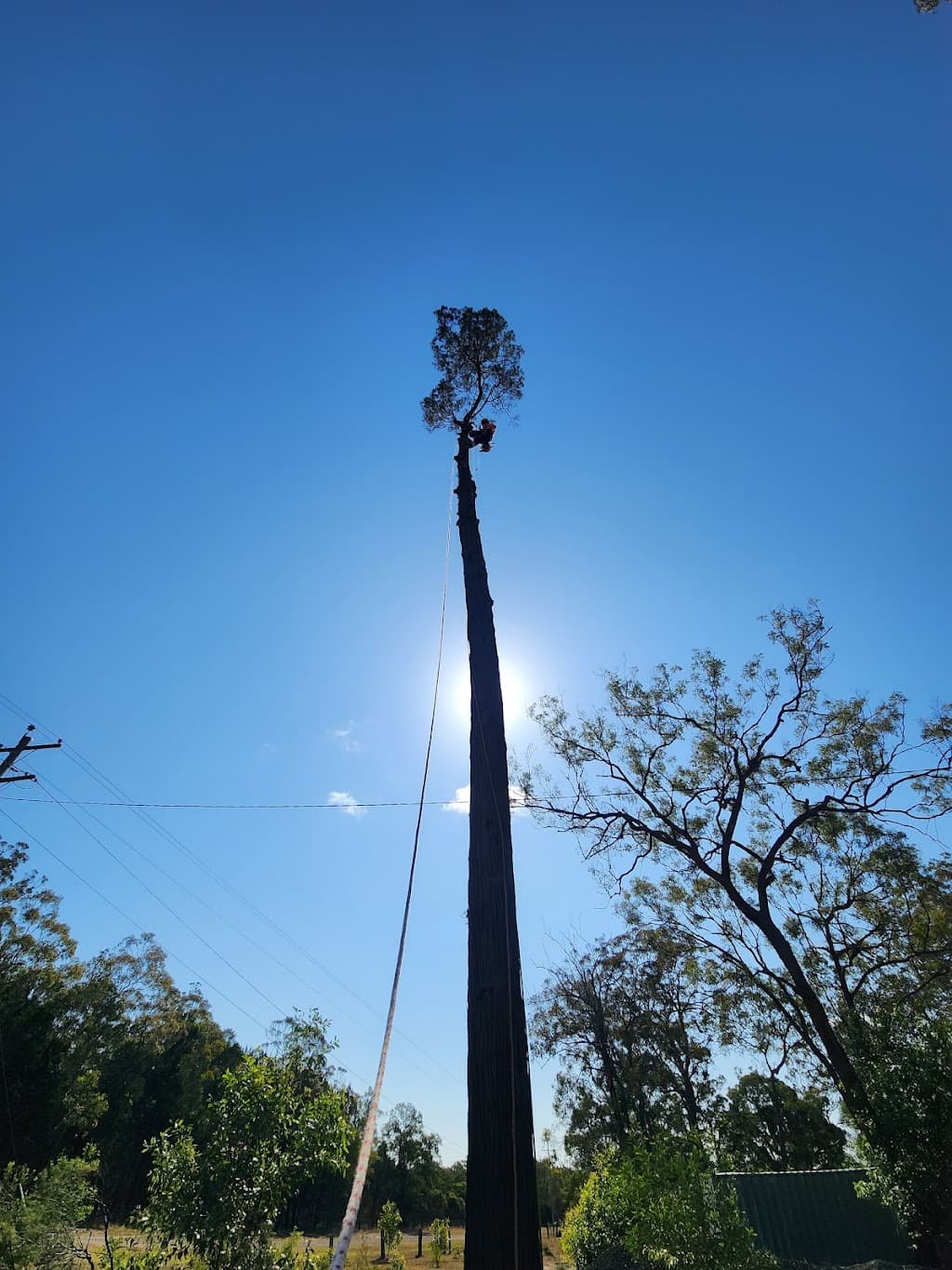 Coastal Tree Maintenance