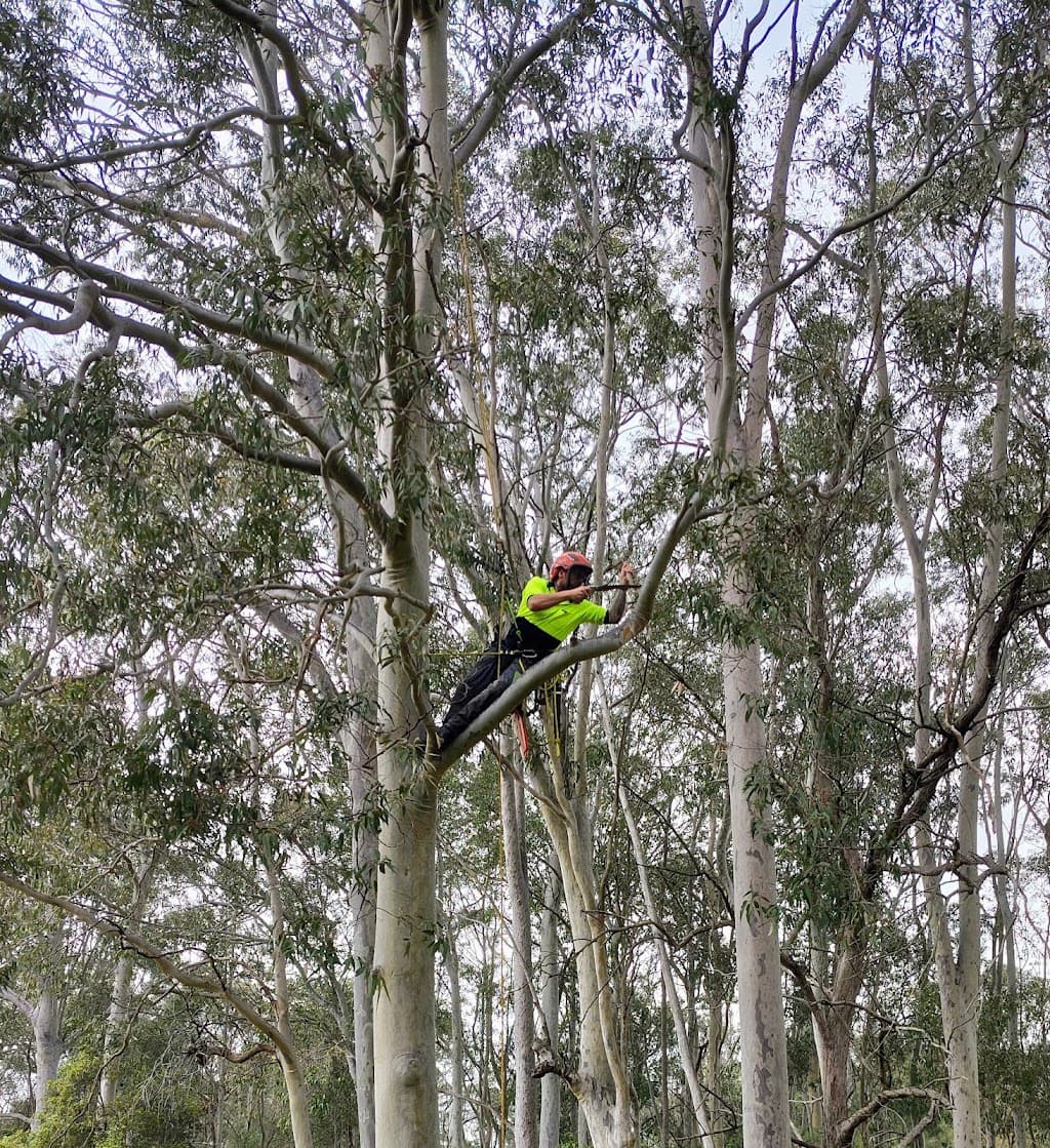 Banyan Arbor Care