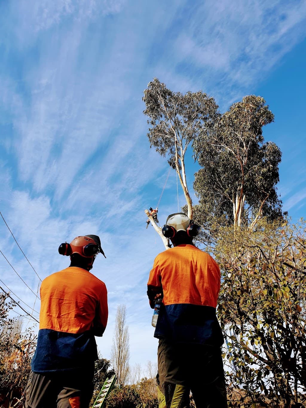 Treetops Tree Services