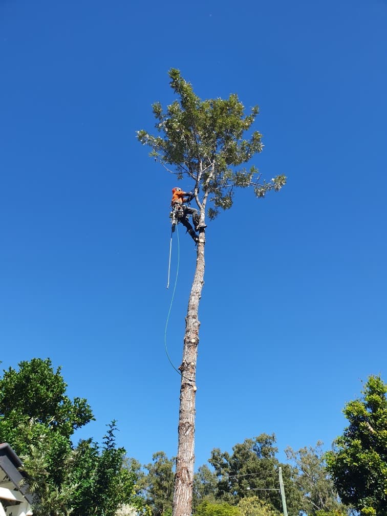 Affordable Tree Loppers South East Melbourne