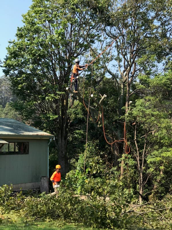 Limb-it-Less Tree Services