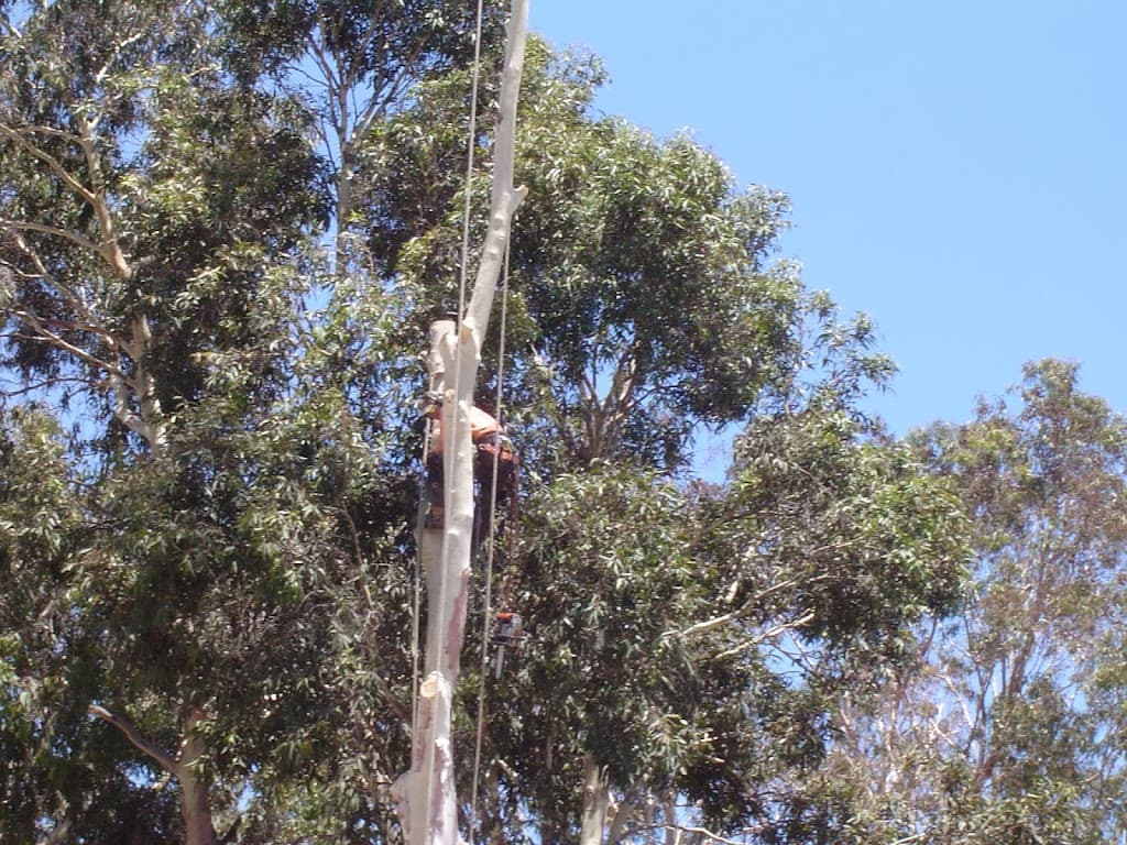 Seaview Tree Service
