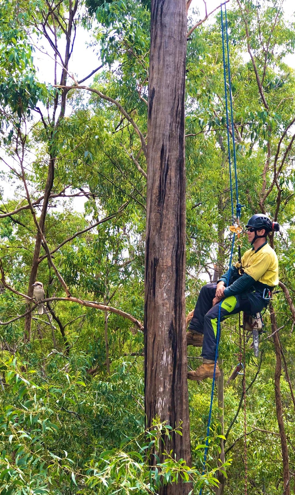 Heritage Tree Care