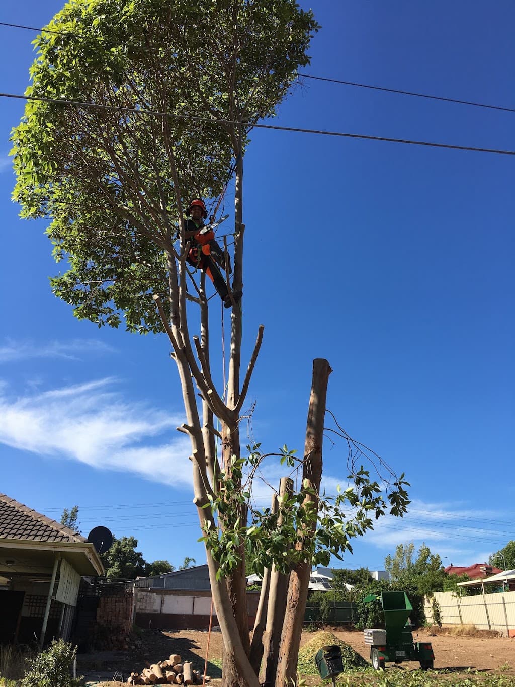 Evergreen Tree Services SA
