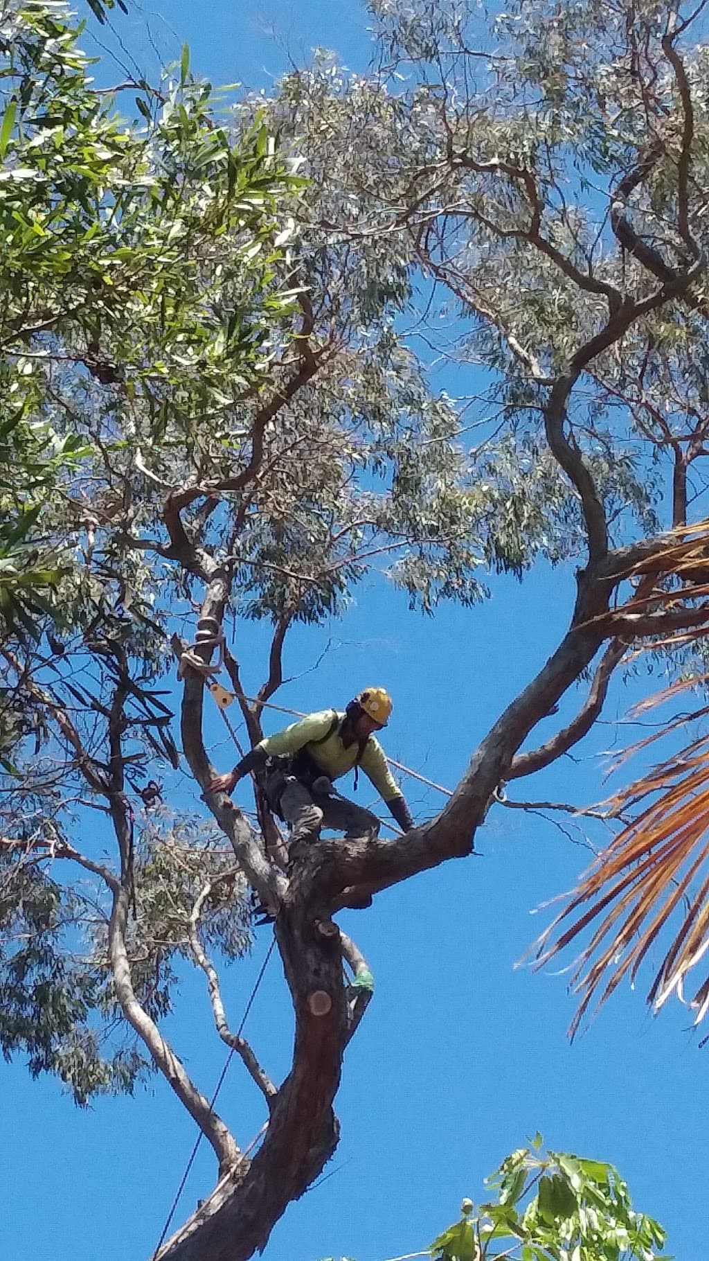 Tim's Timber Tree Service