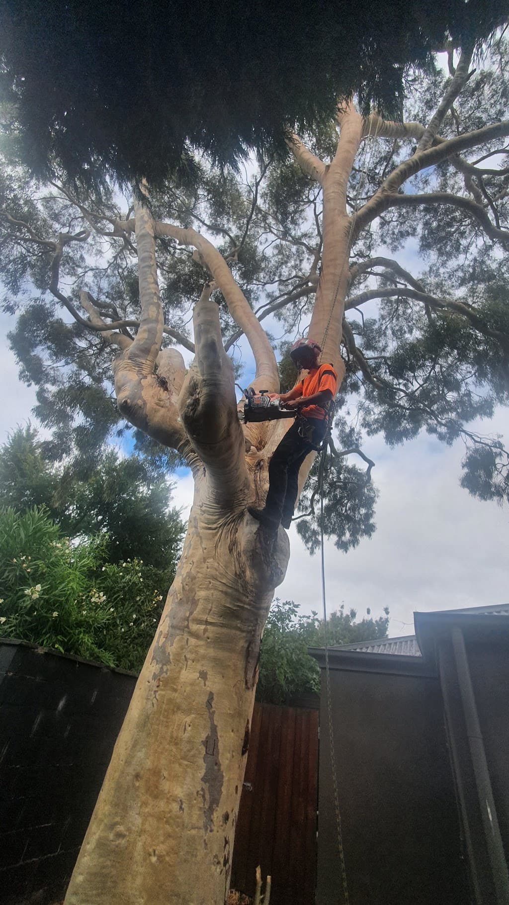 Victory Tree Care