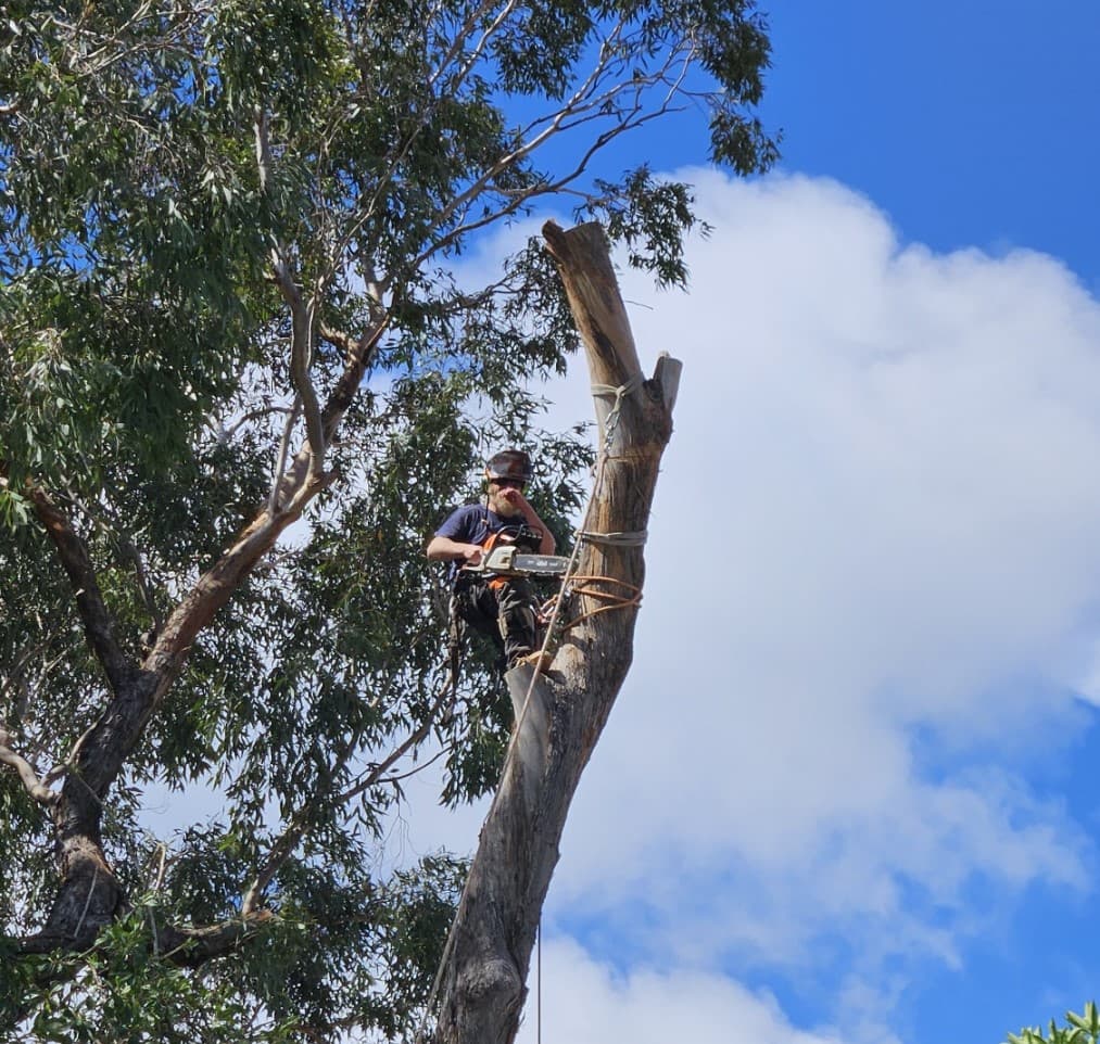 SA Tree and Garden Services